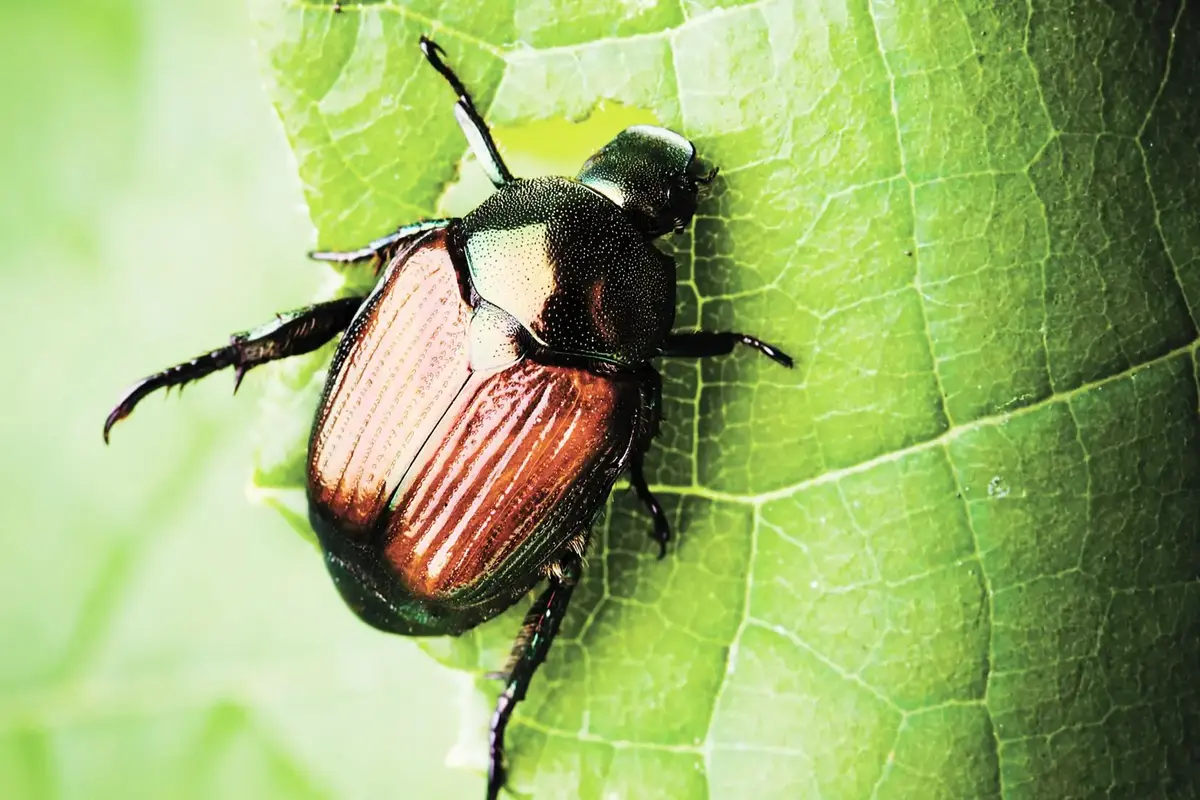 insectes
