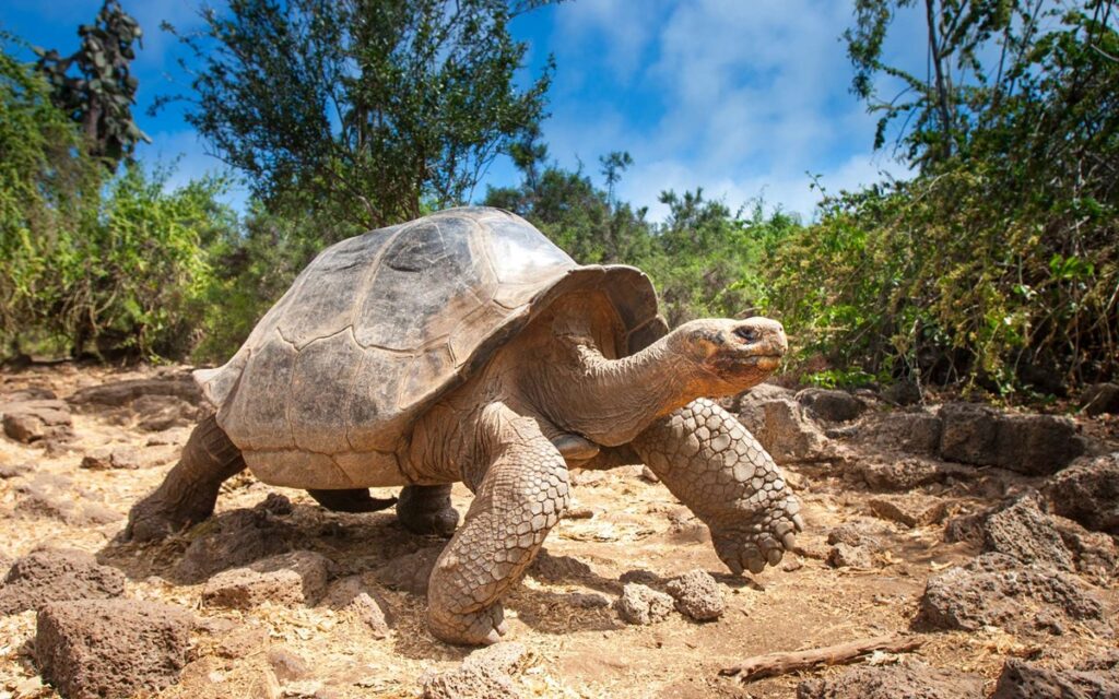 tortue géante des Galapagos espèce en danger