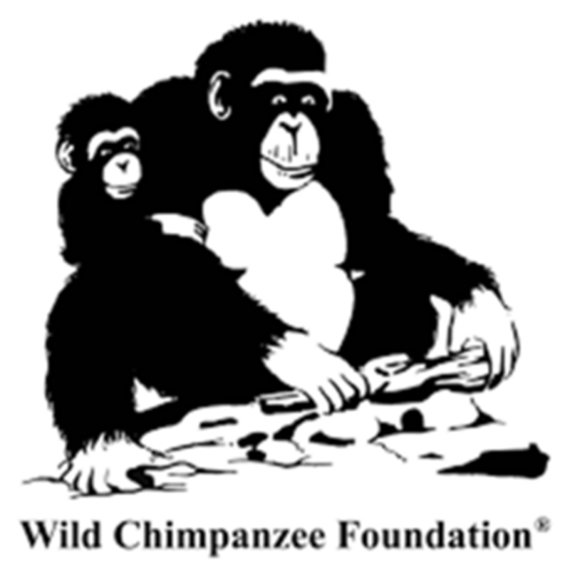 La WILD CHIMPANZEE FOUNDATION (WCF) recrute