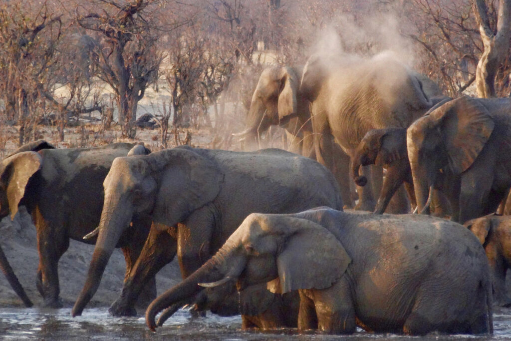 Afrique éléphants