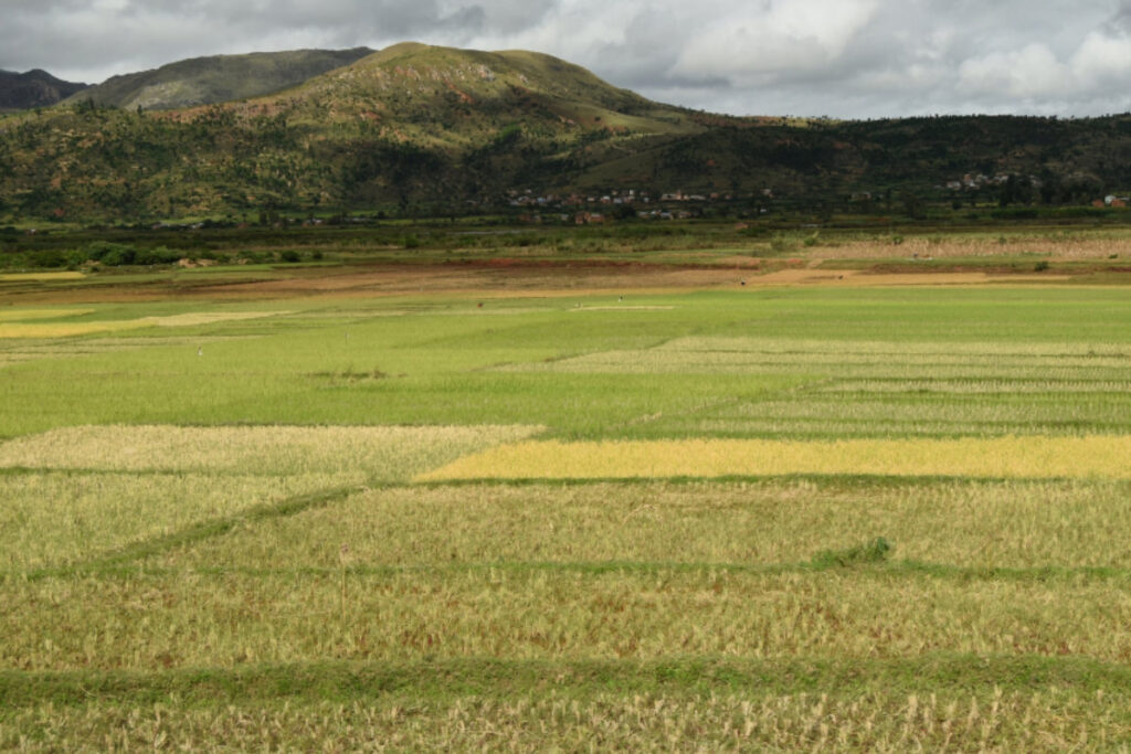 Sénégal secteur agricole