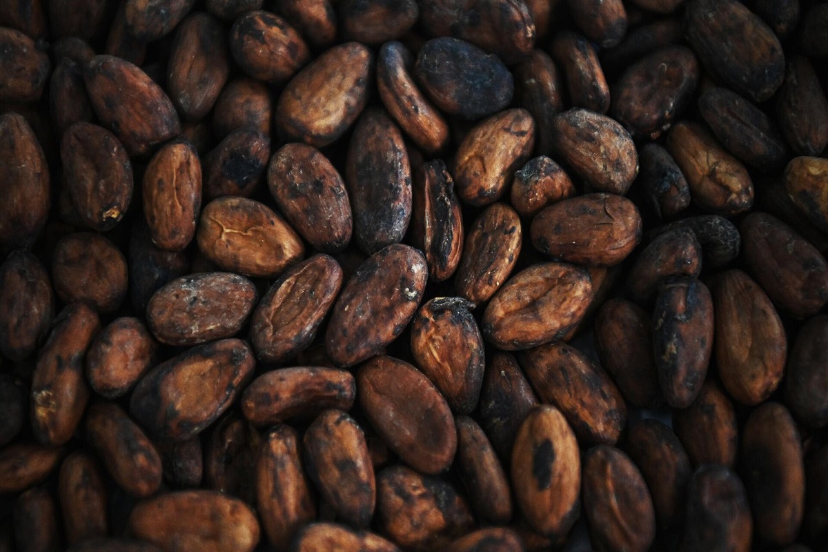 Afrique de l'Ouest : le prix du cacao pourrait connaître une hausse dans ce pays