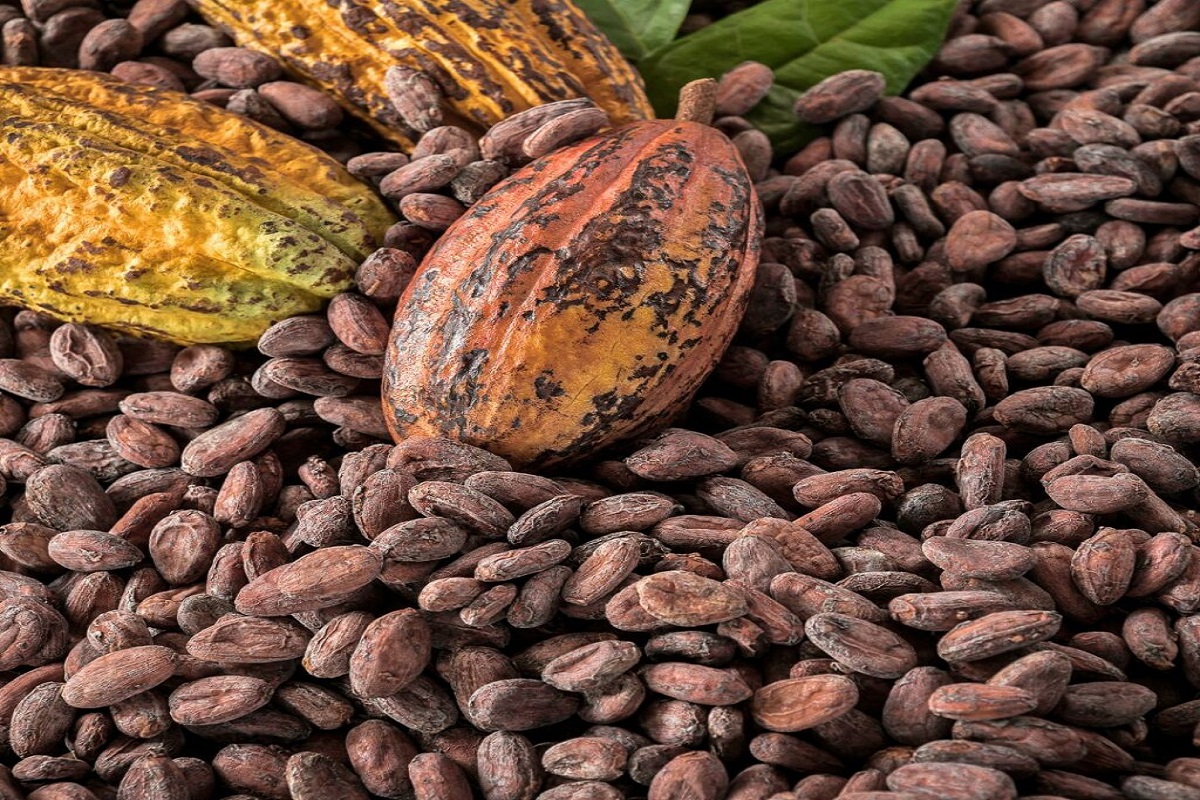 Cacao prix cameroun