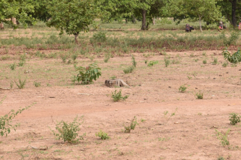 Togo terrain