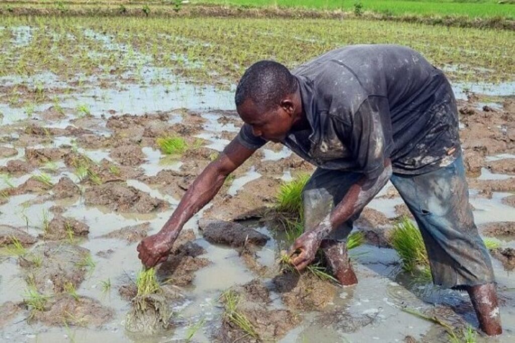 Homme au champ agricole