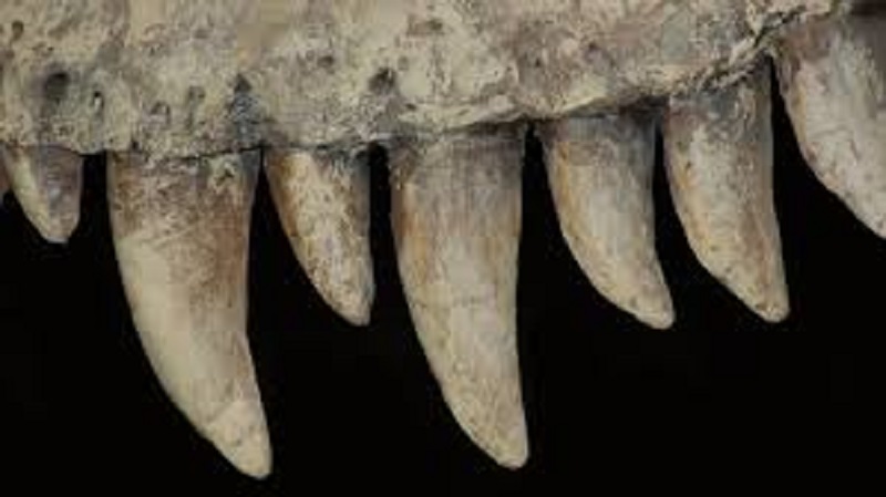 dents de dinosaures