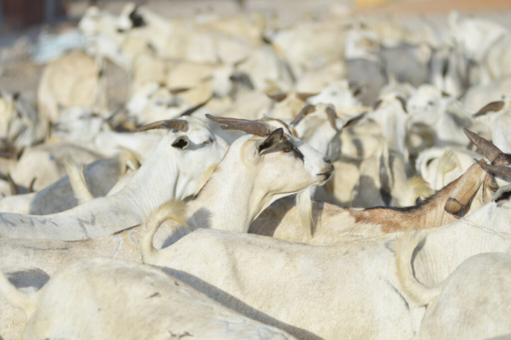 Aïd el-Kebir mouton