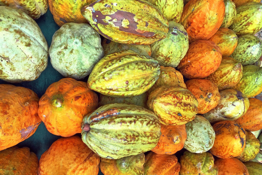 Cacao Côte d'Ivoire voici ce pays africain fait pour être le plus grand producteur au monde devant les géants du monde