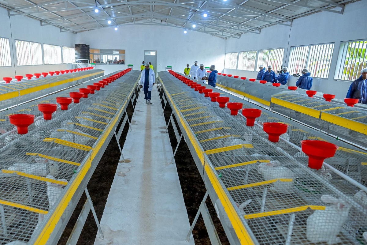 Ce pays africain se tourne vers la France pour produire 100 millions de lapins