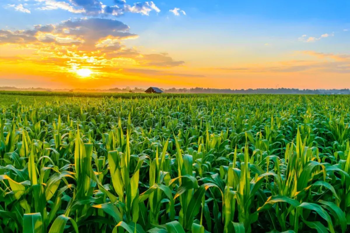 agriculture Maroc milliards