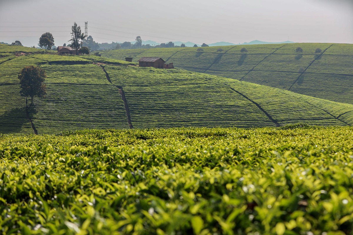 Ce pays d'Afrique du Nord developpe un gigantesque projet agricole avec la Sierra Leone