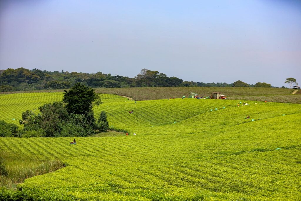 L’ONU s’engage à moderniser le secteur agricole de ce pays d'Afrique du Nord