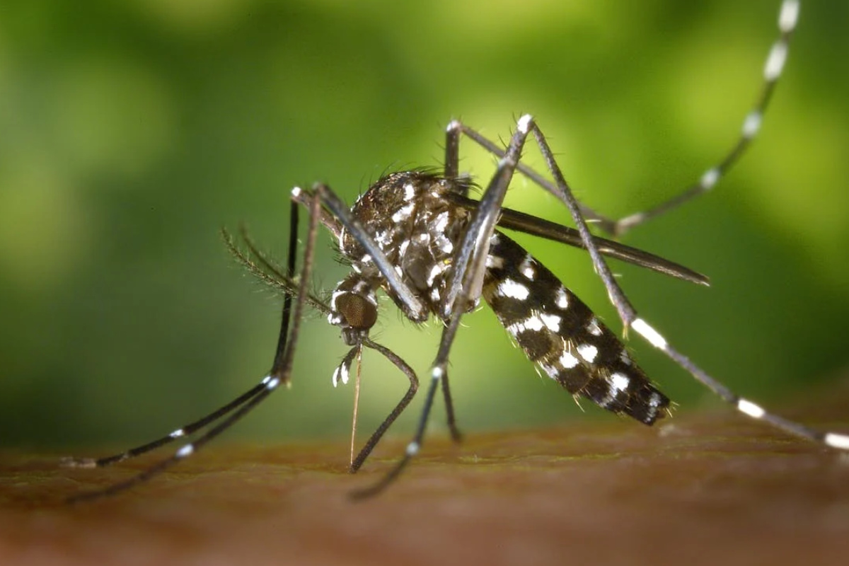 paludisme vaccin togo