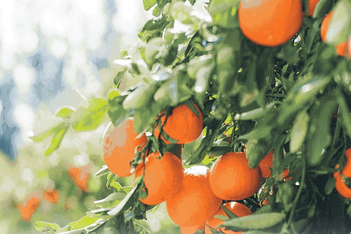 Agrumes, tomates… ; les exportations agricoles de ce pays d'Afrique du Nord au 1er trimestre 2025