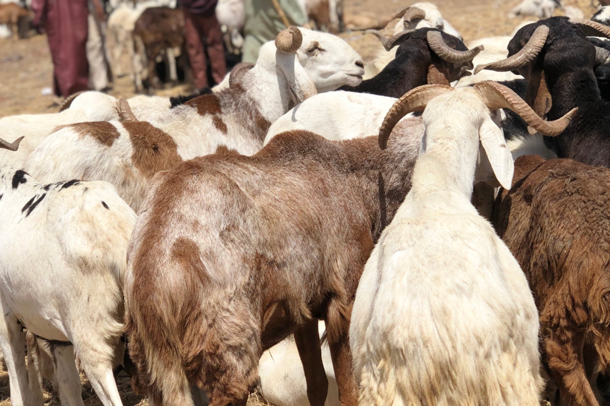 Sénégal : il achète 04 moutons après un cambriolage de 63 millions Tabaski au Sénégal : la décision radicale de Bassirou Diomaye Faye pour éviter une flambée des prix et une pénurie de moutons