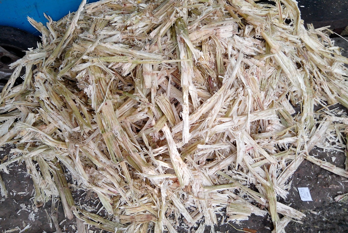 Ce pays d’Afrique du Nord mise sur les déchets de canne à sucre pour produire du papier