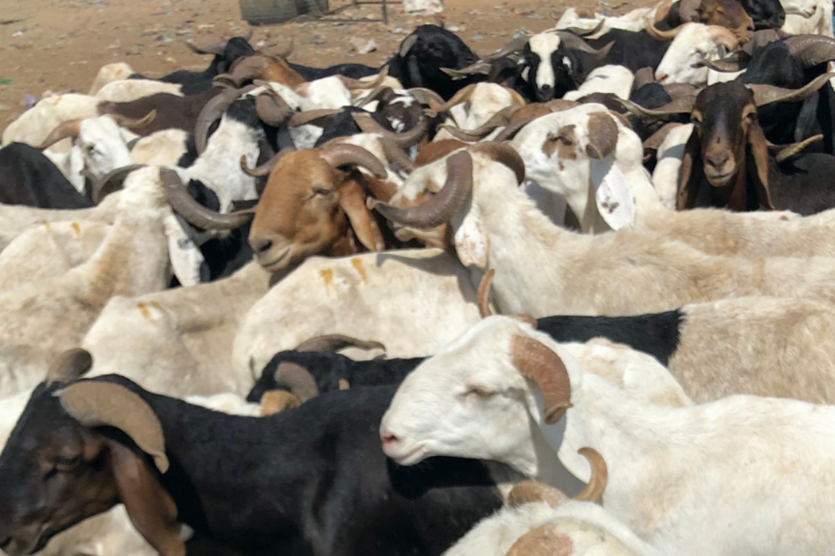 Bénin : création de l’Agence de Développement de l’Elevage des Ruminants
