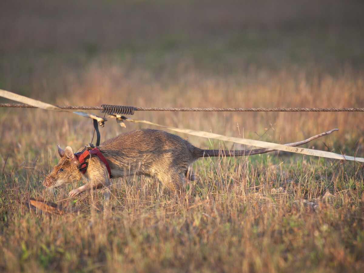 Un rat bat un nouveau record du monde de détection de mines dans ce pays