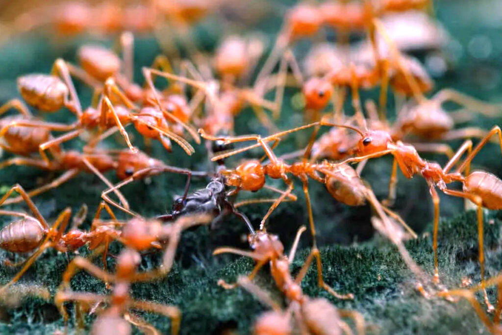 fourmis