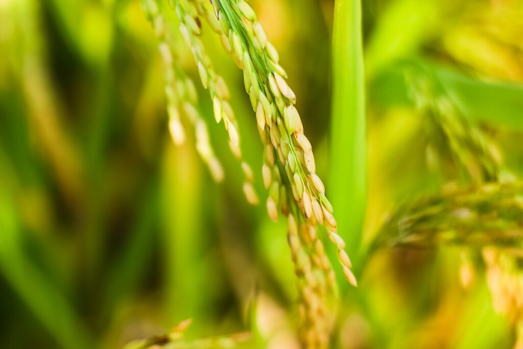 Blé : ce pays d'Afrique du Nord produit plus et importe moins