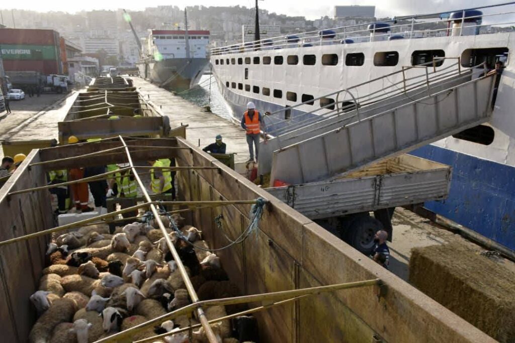 Ce pays d'Afrique du Nord importe 3 navires chargés de moutons