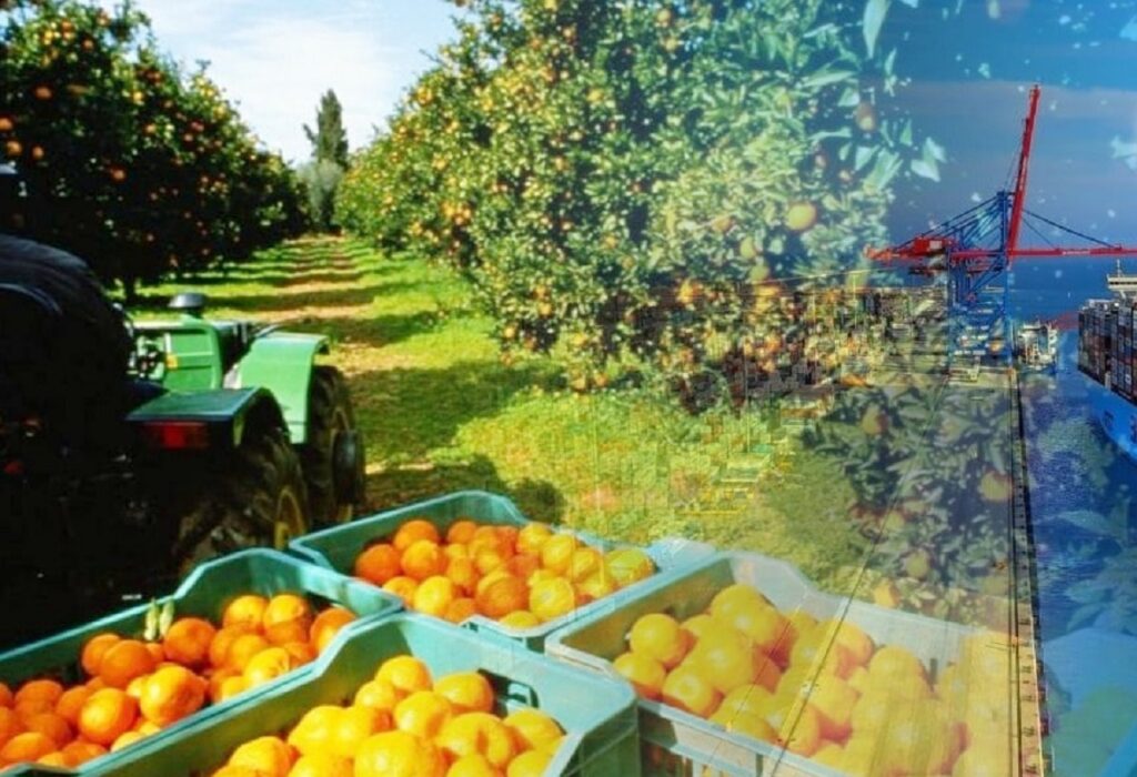 Ce pays d’Afrique du Nord veut devenir le 1er exportateur mondial d'agrumes