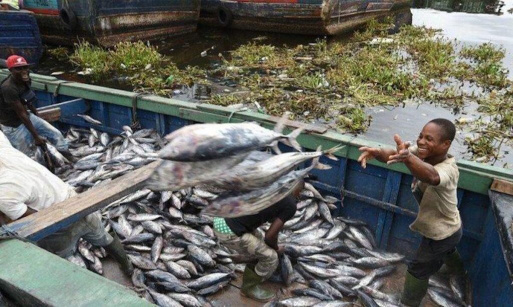 RDC pêche