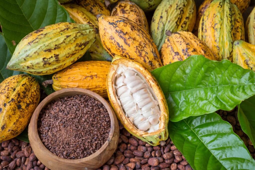 Côte d'Ivoire cacao