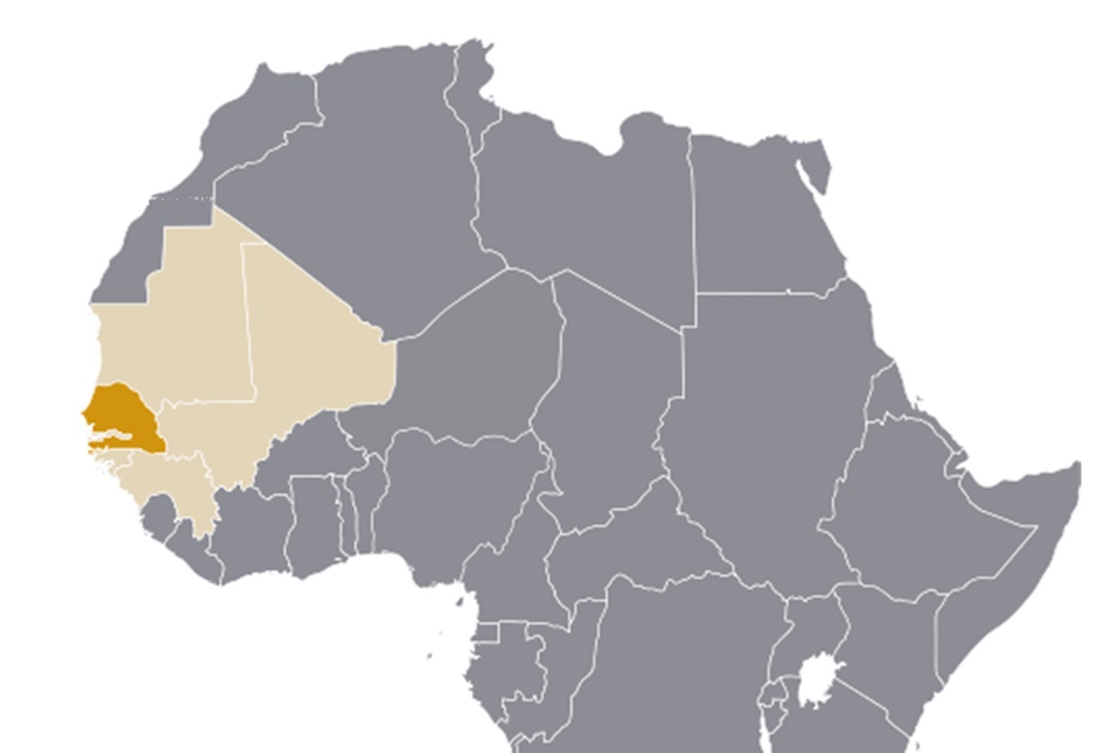 Oignons le Sénégal devient le premier pays d'Afrique à avoir ...