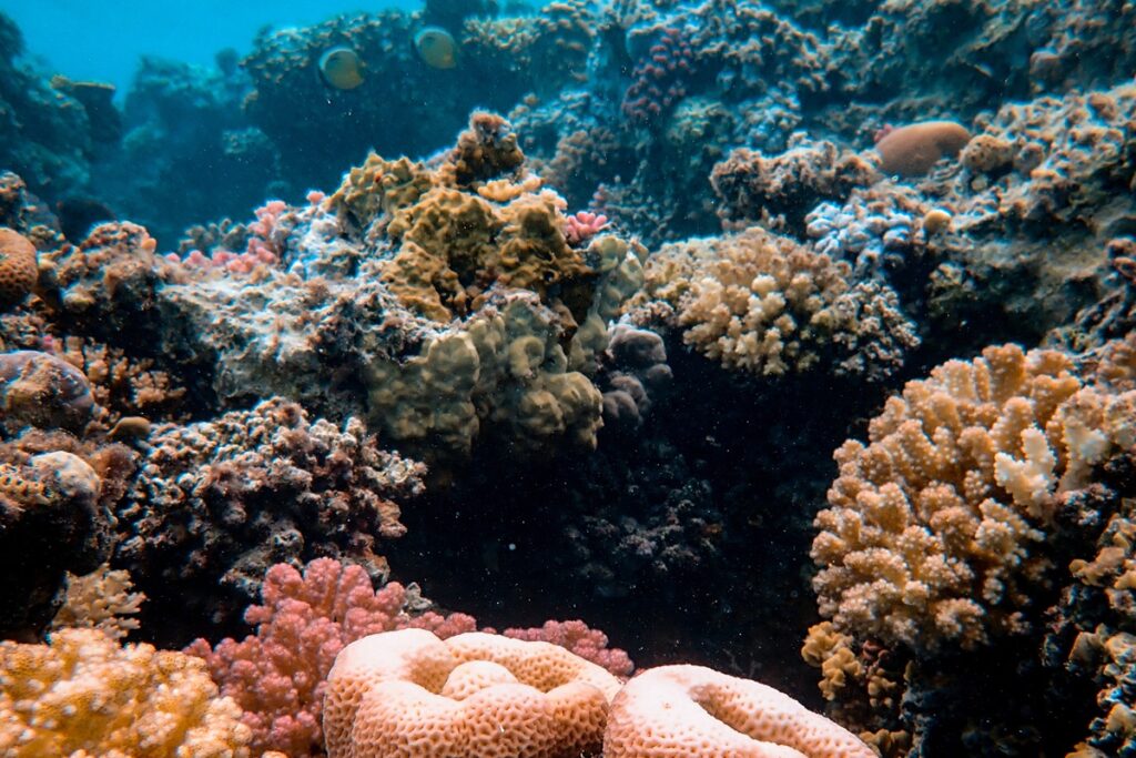 Plus de 1500 espèces risquent de disparaître dans l’océan