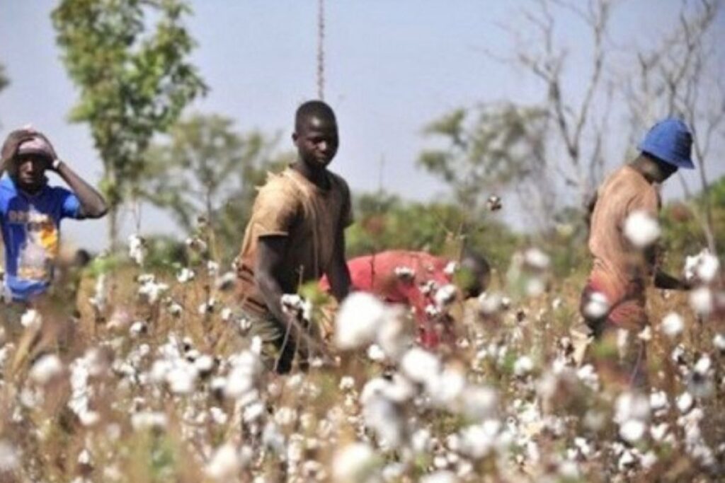 Afrique : baisse de 11,5% de la production cotonnière, grosse inquiétude