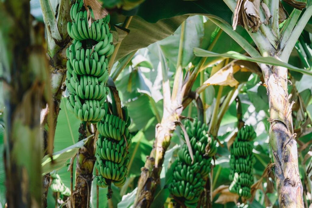 Avec une agriculture en plein essor, ce pays africain veut nourrir 130 millions de personnes
