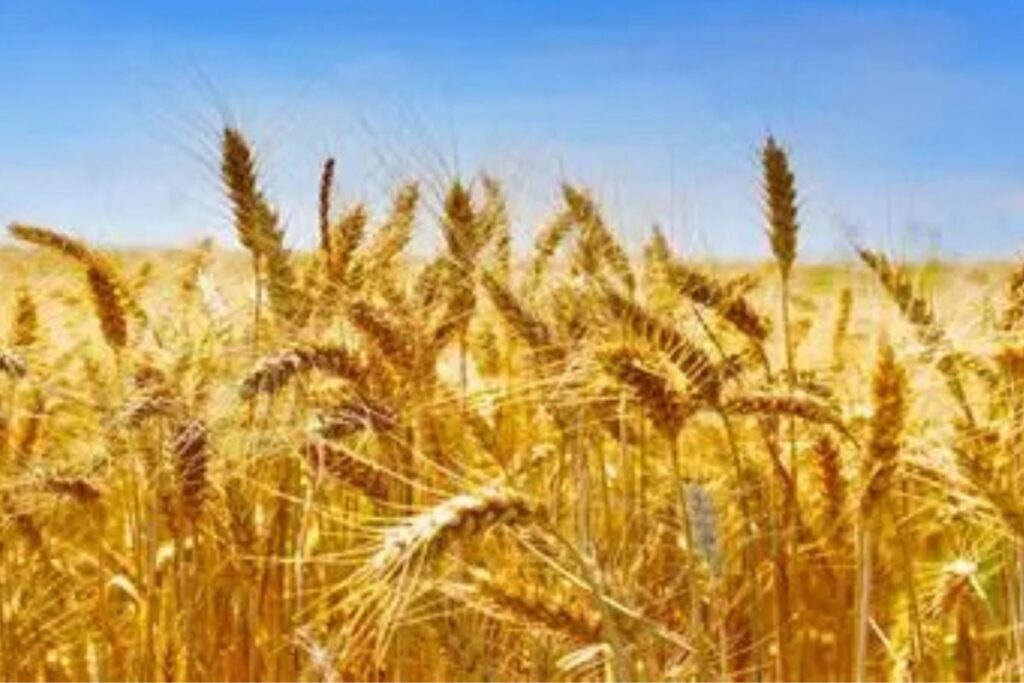 Ce pays d’Afrique du Nord importe des tonnes de blé pour…