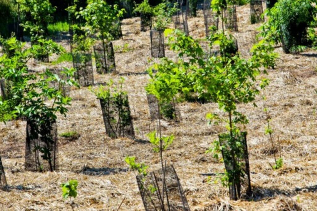 Ce pays d'Afrique veut planter 700 millions d'arbres en une journée