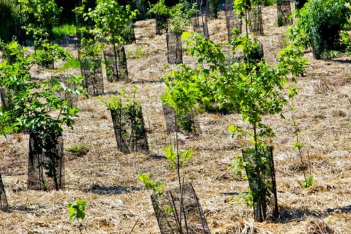 Ce pays d'Afrique veut planter 700 millions d'arbres en une journée