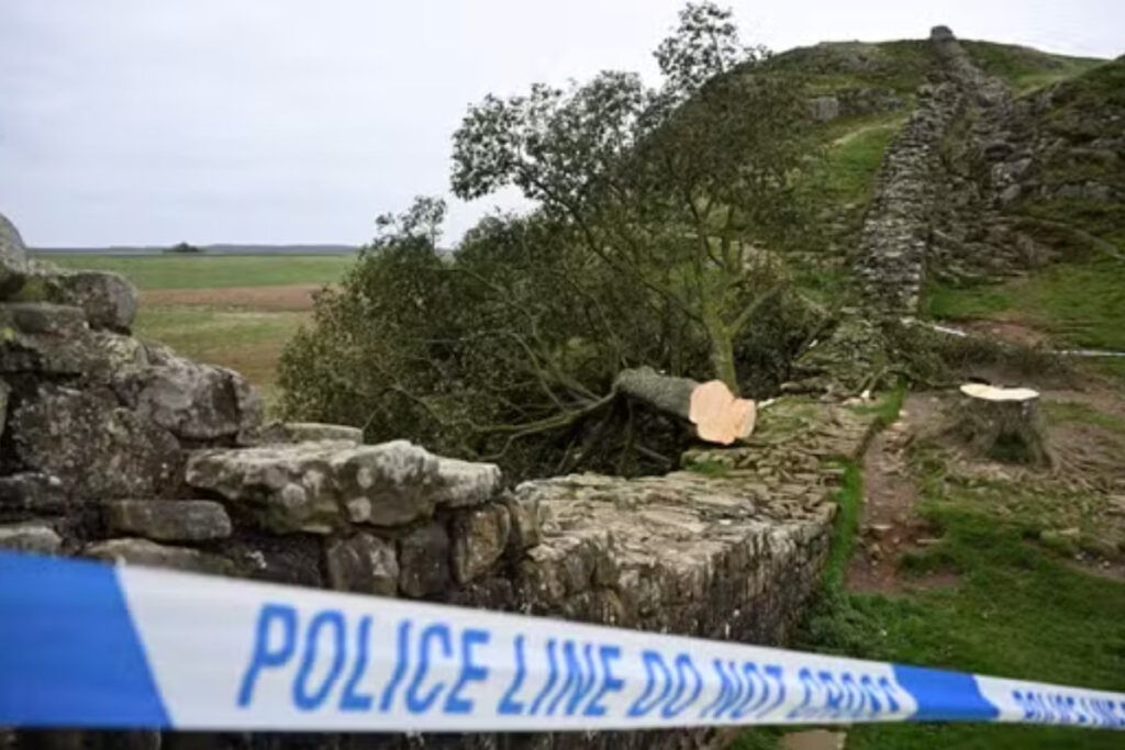 prison arbre coupé