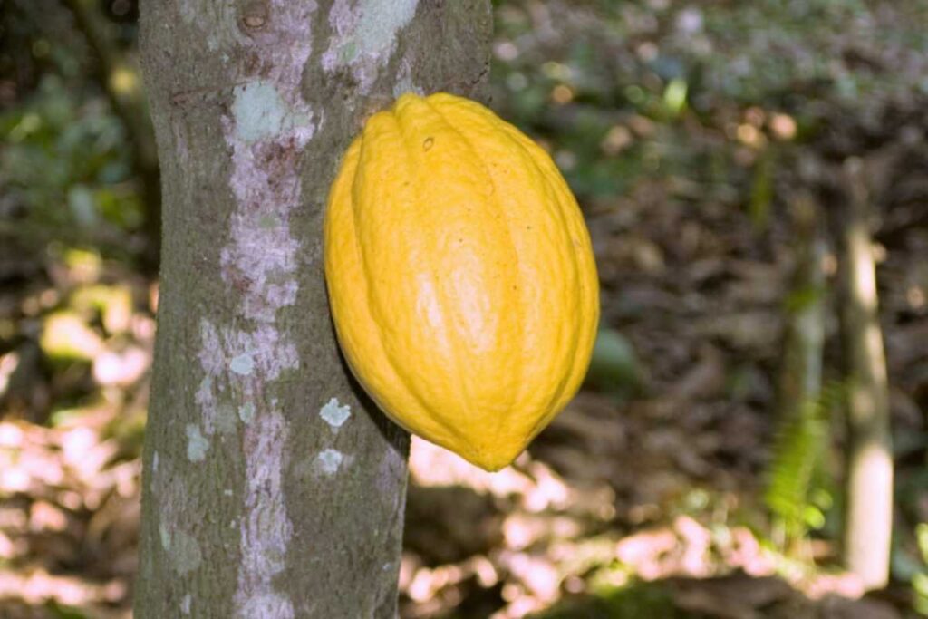 cacao