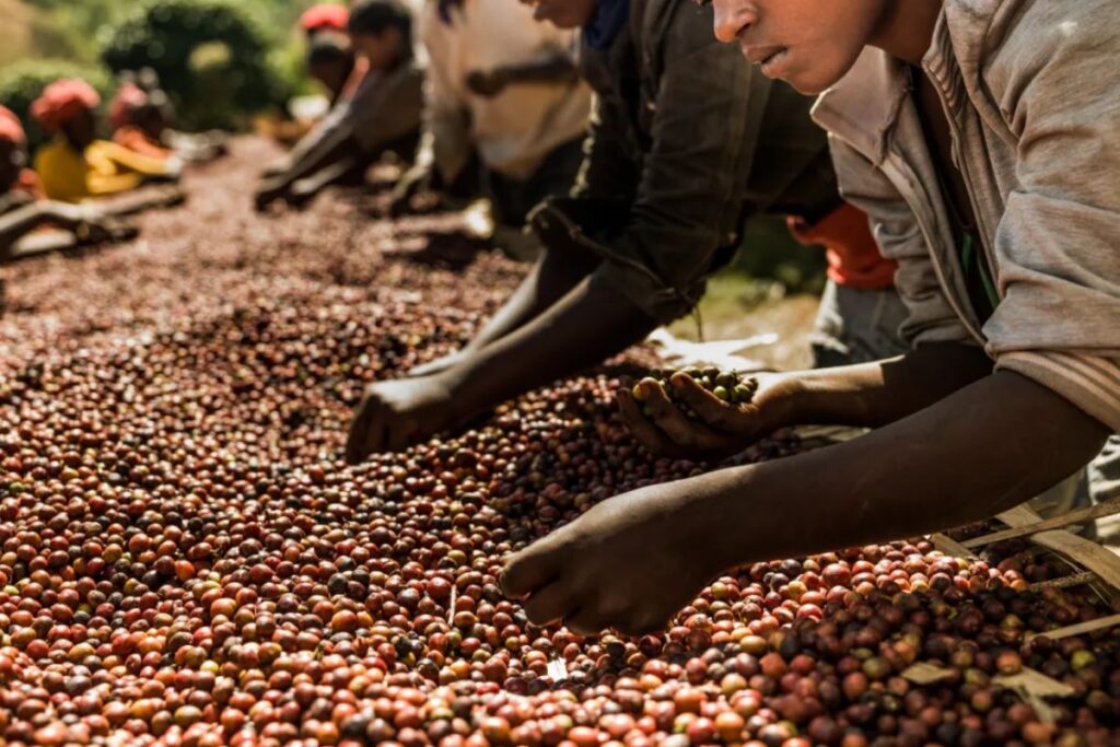 Afrique pays producteur café