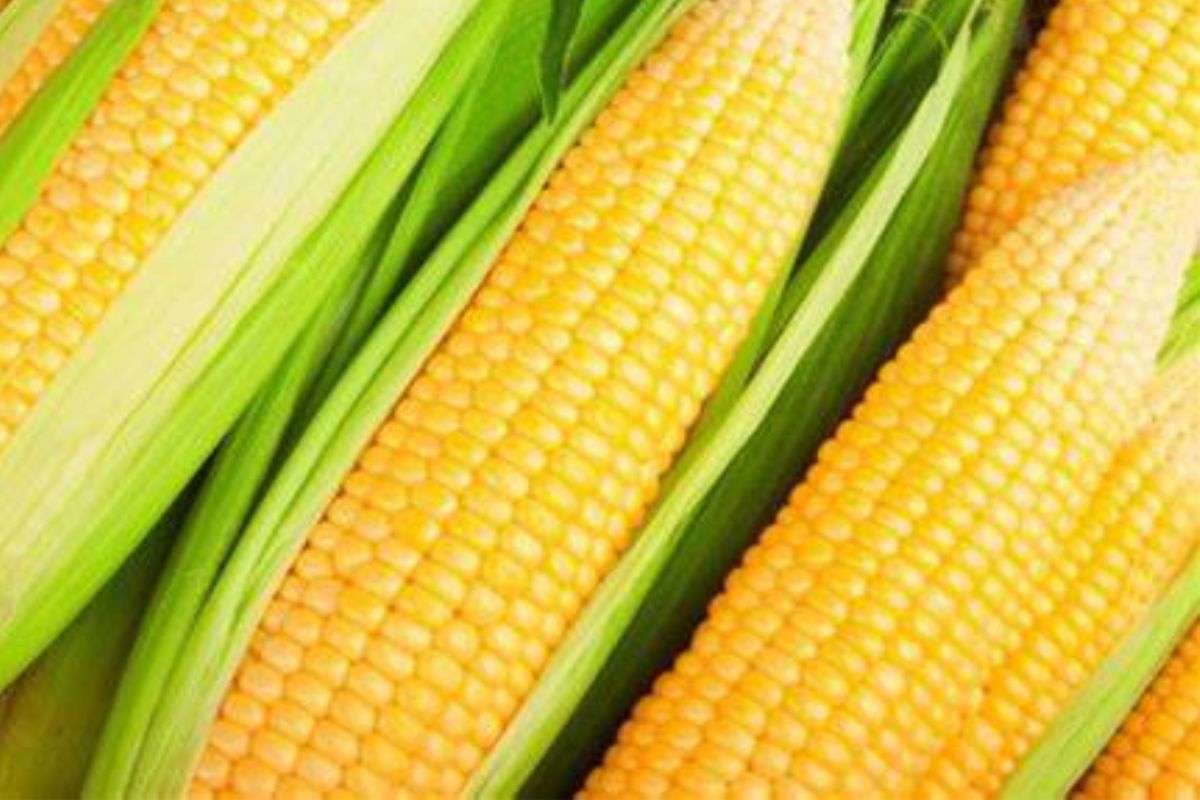Le rendement du maïs, du soja et du sorgho instable face au changement climatique Agriculture au Cameroun : 1,5 million $ pour renforcer la filière maïs