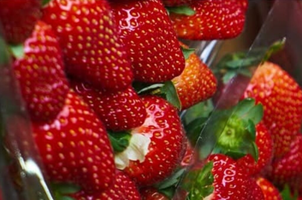 Fraises après le Brésil, ce pays d'Afrique du Nord s'offre le marché du Pérou