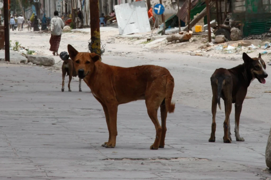 chiens errants