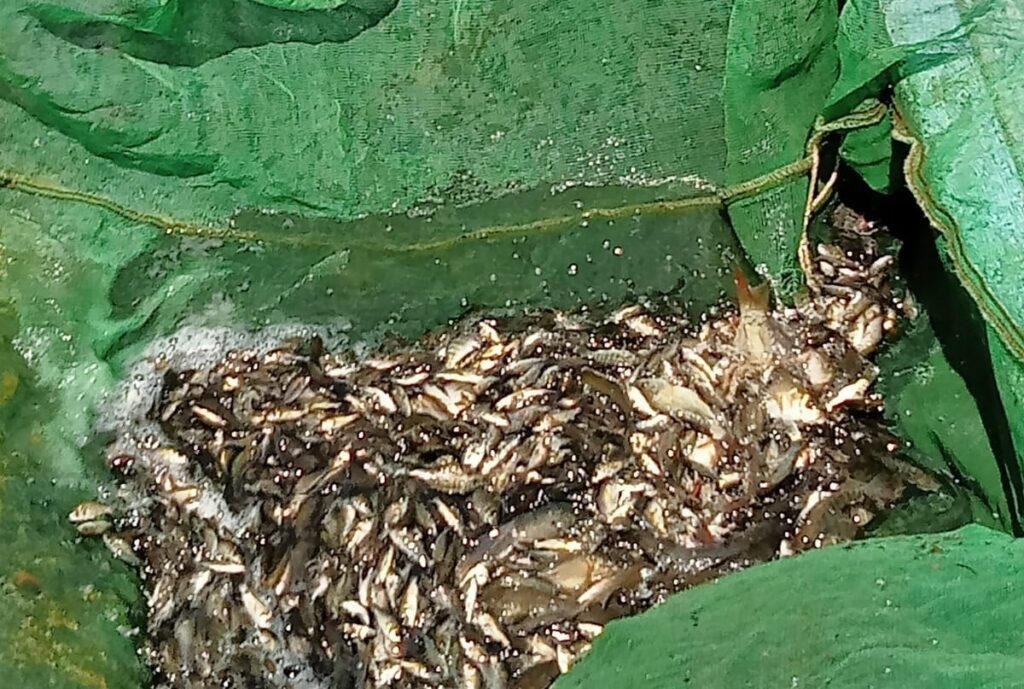 L'Egypte veut maximiser la production nationale de poisson