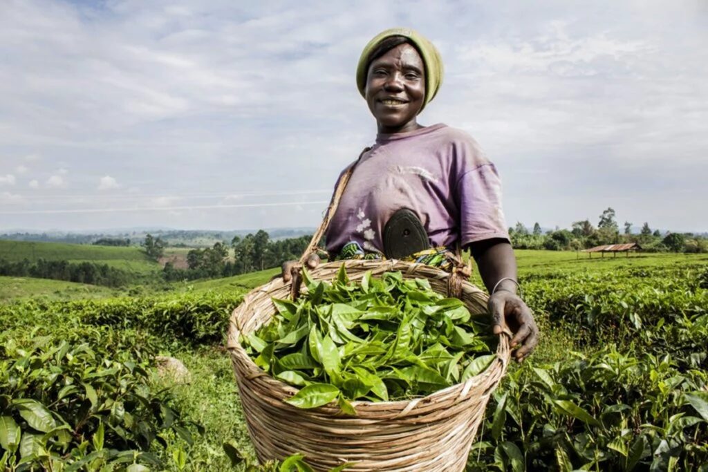 Ouganda Museveni annonce des mesures pour soutenir la filière du thé