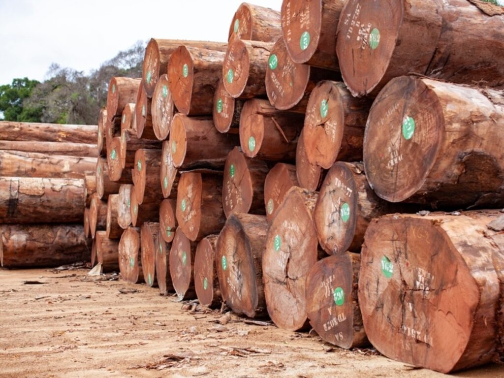 Bois exporté vers l’UE : ce pays d’Afrique du Nord devient le premier pays africain à garantir la traçabilité