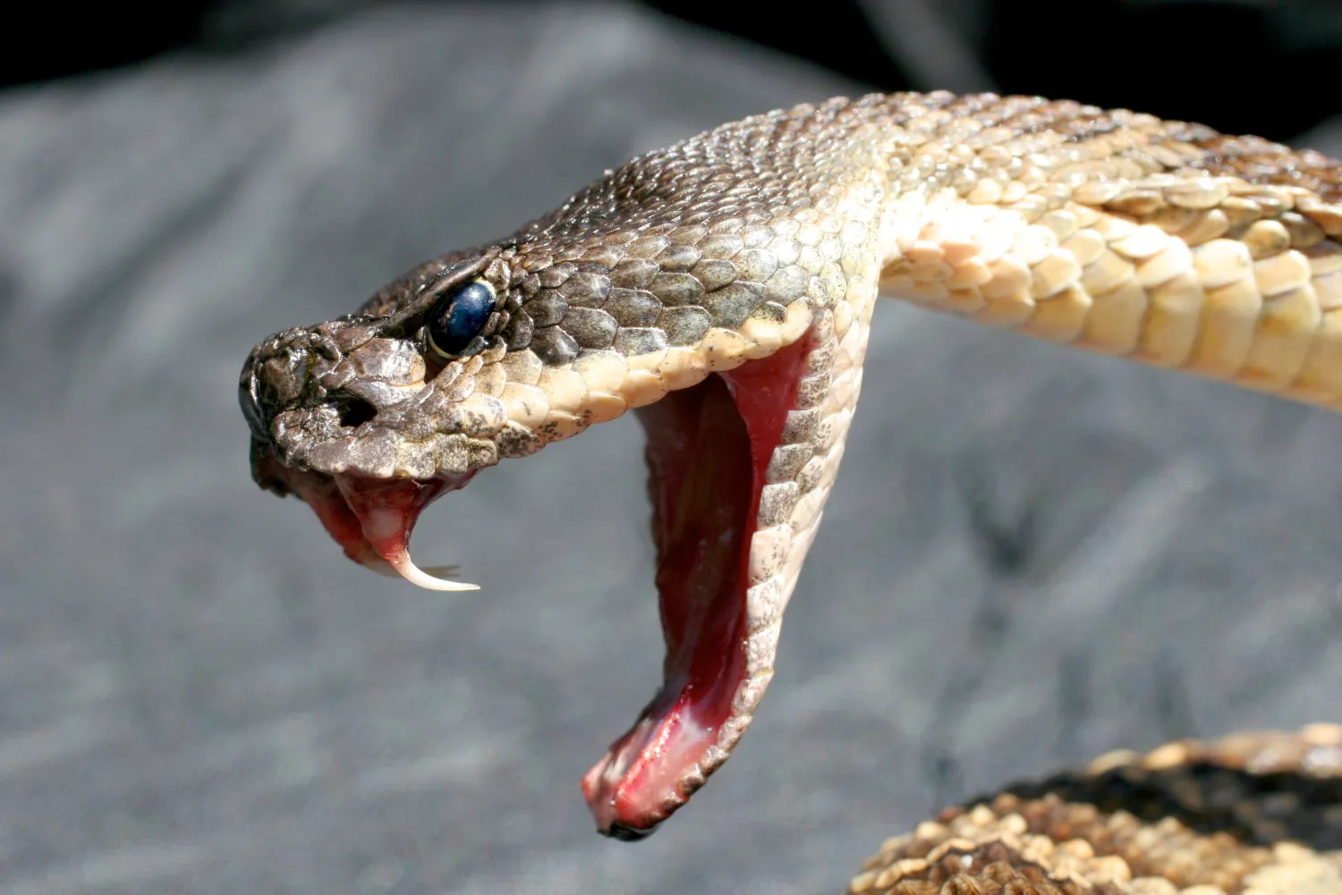 Plus de 438 e espèces : voici le pays où on trouve le plus de serpents au monde
