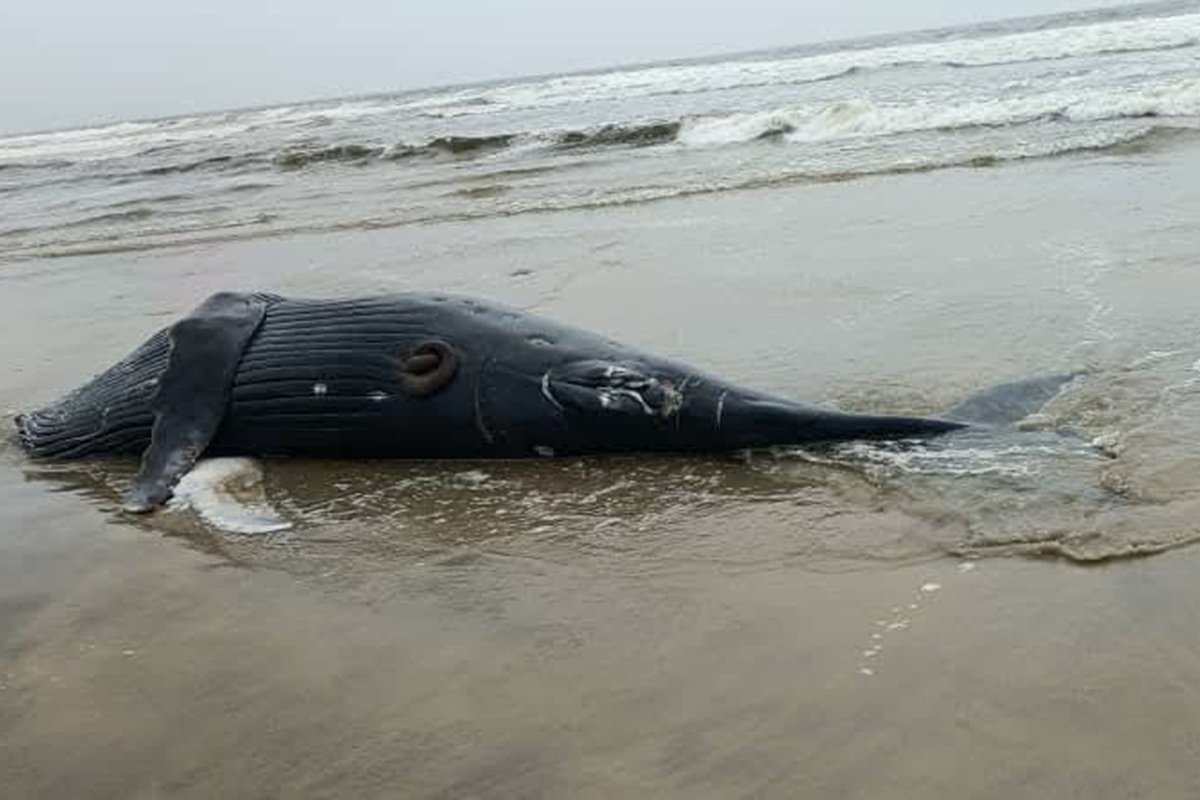 Côte d’Ivoire une baleine s’échoue à Assinie, les autorités décident de...