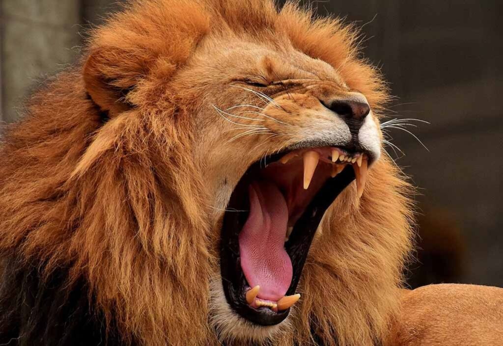 Drame : un gardien de zoo tué par des lions sous les yeux des visiteurs dans ce pays