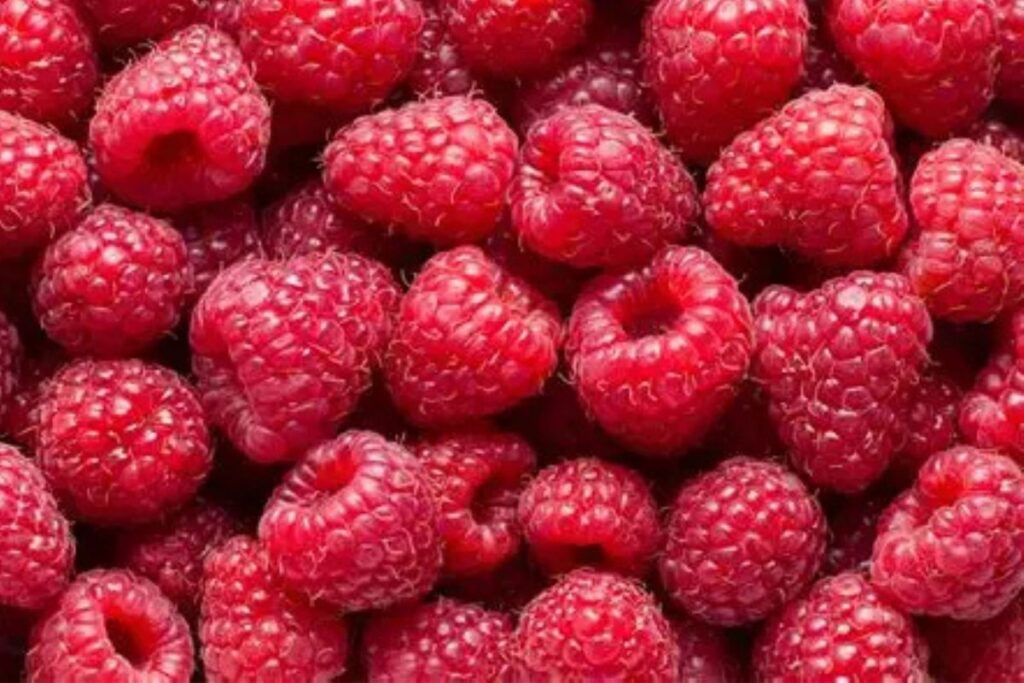 Exportations de framboises : le Maroc signe un nouveau record en 2024/2025