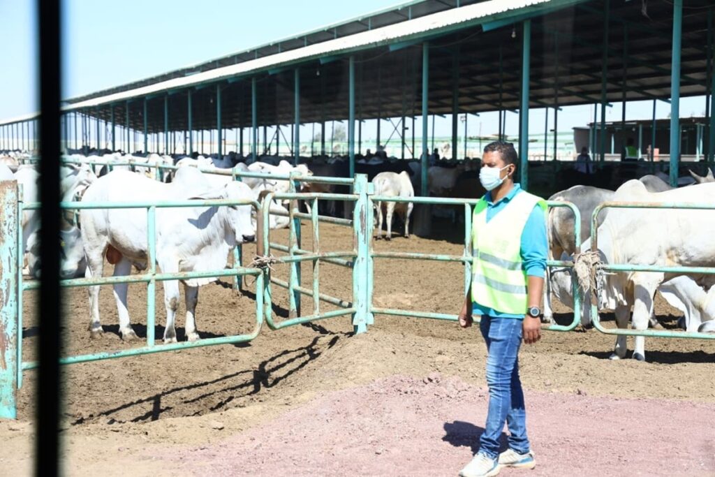 Ce pays d’Afrique du Nord donne un coup d’accélérateur à la production animale