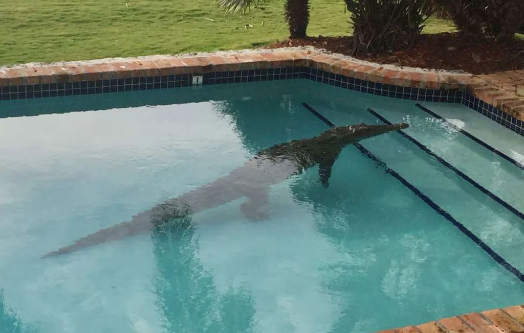 Dans ce pays, un crocodile s'invite dans la piscine d'un hôtel de luxe ; panique totale
